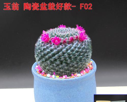仙人掌盆栽刺球的存活与养护技巧？