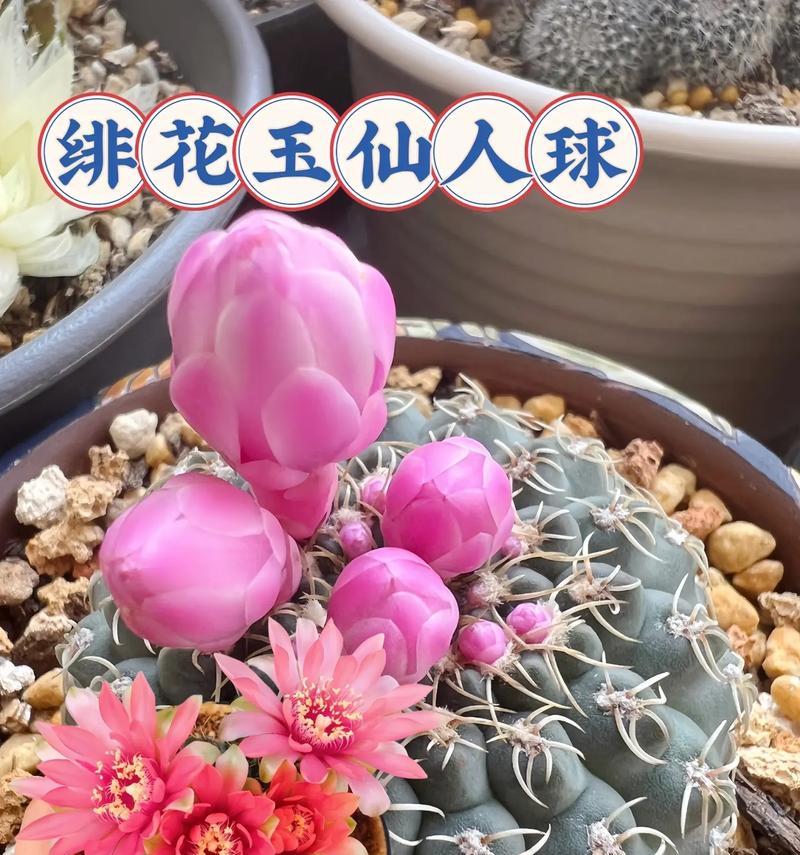 种植仙人球过多会带来哪些问题？
