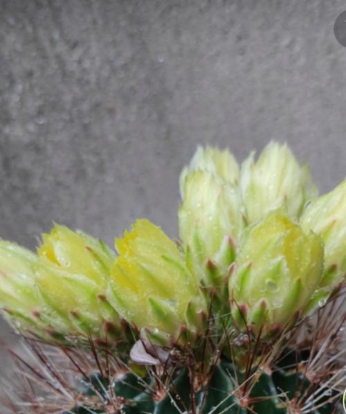 种植仙人球过多会带来哪些问题？