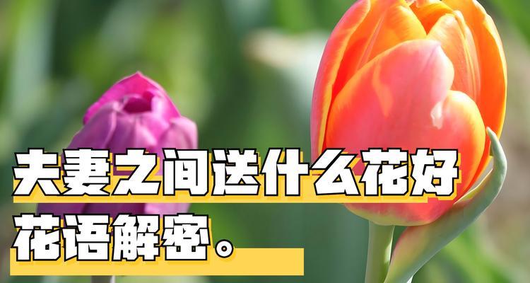 哪种花语最能表达女孩子的珍贵？