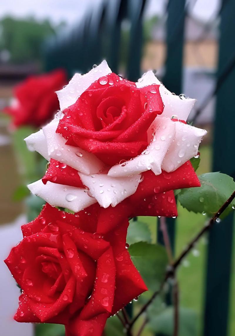 恋人心玫瑰花语有何深意？