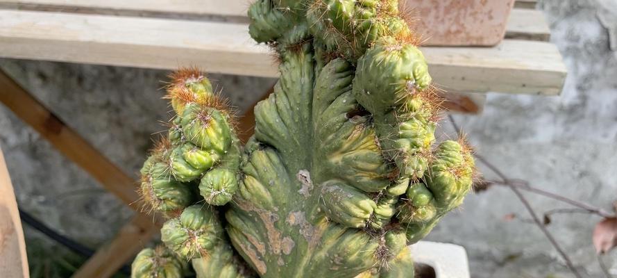 仙人掌花盘花养护需要注意什么？如何促进开花？