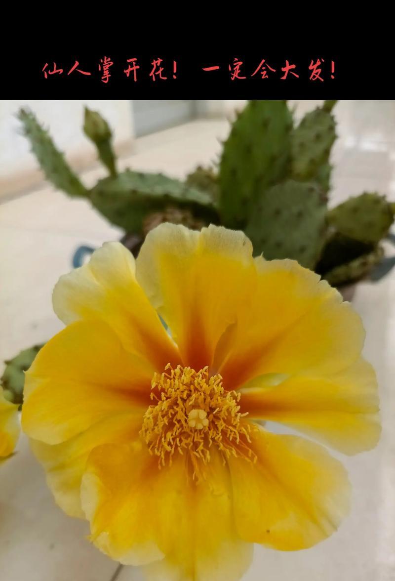 仙人掌花盘花养护需要注意什么？如何促进开花？