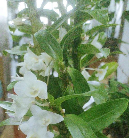 鹤兰花的花语具体是什么？鹤兰花的寓意是什么？