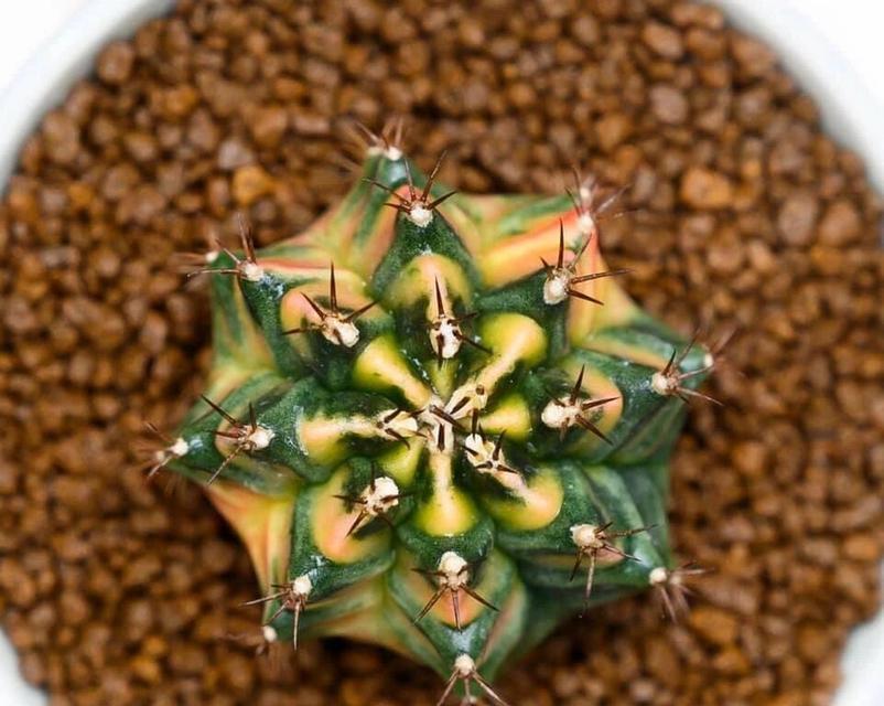 米哈仙人球开花的特征是什么？