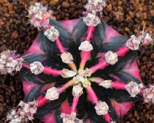 米哈仙人球开花的特征是什么？