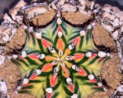米哈仙人球开花的特征是什么？