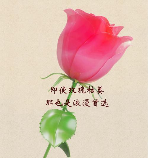 期待浪漫的花语是什么？它表达了哪种情感？