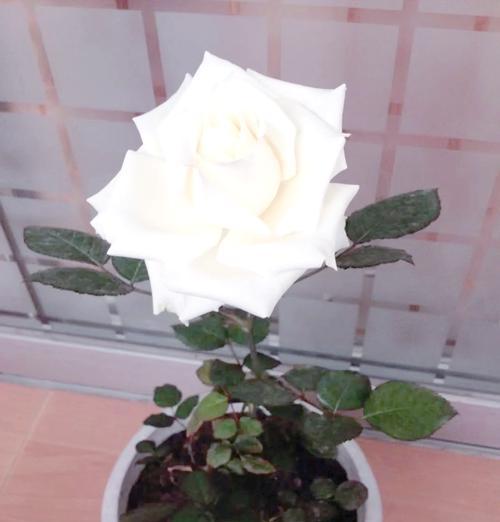 两片叶子的玫瑰花养护方法是什么？