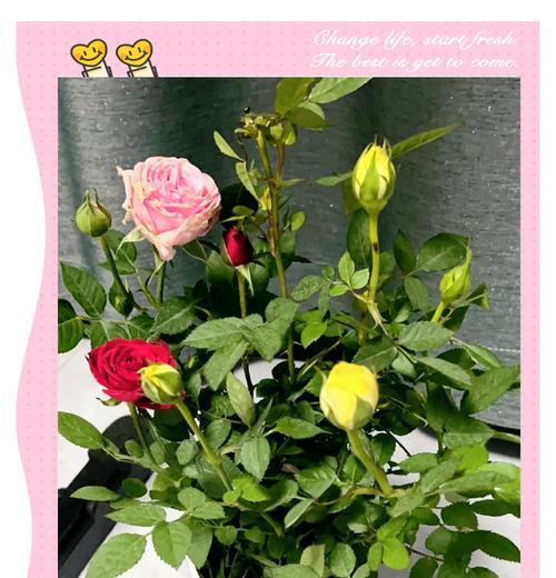 两片叶子的玫瑰花养护方法是什么？