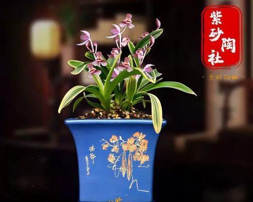 紫砂红泥花盆适合养君子兰吗？