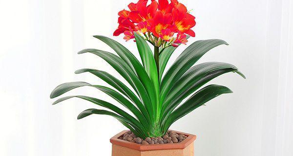 紫砂红泥花盆适合养君子兰吗？