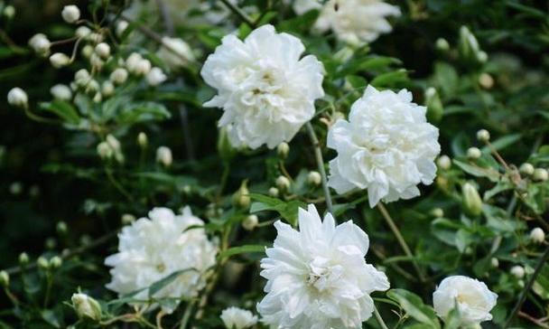 道荼糜花的花语是什么？这种花的寓意有何特别之处？