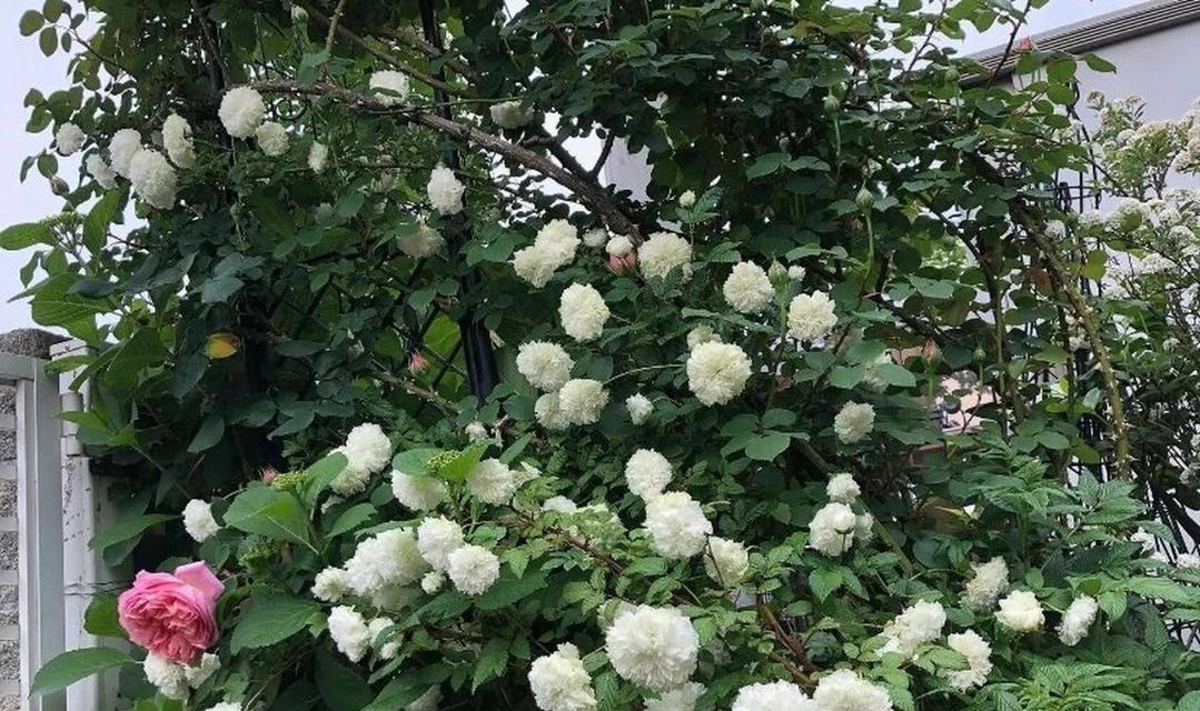 道荼糜花的花语是什么？这种花的寓意有何特别之处？