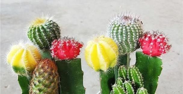 水塔花栽种需要多大的花盆？如何选择合适的尺寸？