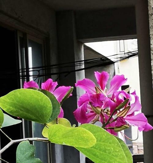 水塔花栽种需要多大的花盆？如何选择合适的尺寸？