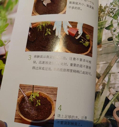 水塔花栽种需要多大的花盆？如何选择合适的尺寸？