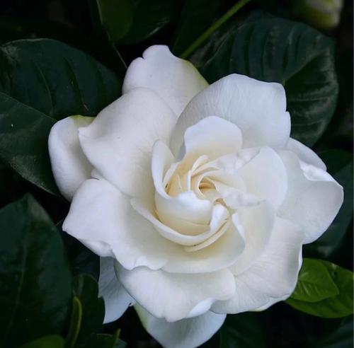 桅子花的花语有何含义？桅子花代表了什么？