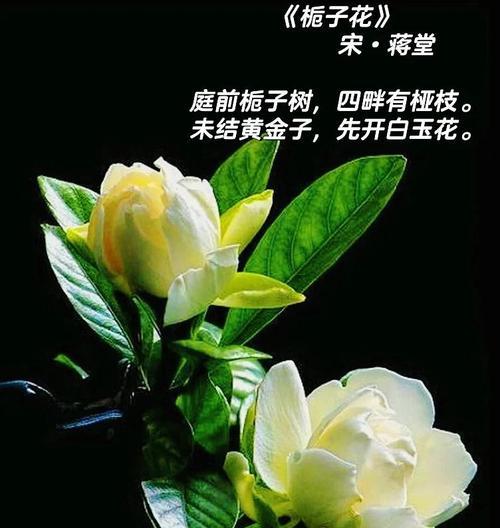 桅子花的花语有何含义？桅子花代表了什么？