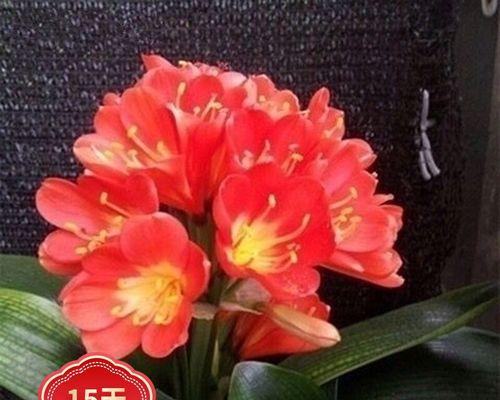 君子兰小苗开花时间需要多久？