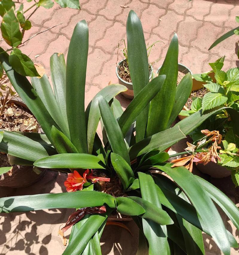 君子兰小苗开花时间需要多久？