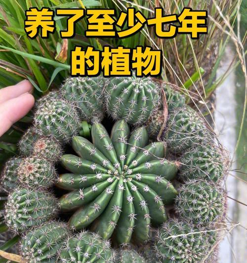 蝴蝶粉夹仙人球的养殖技巧有哪些？