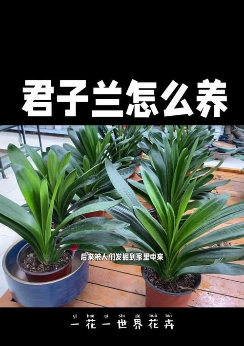 君子兰叶子不粗怎么回事？君子兰叶子生长缓慢的原因是什么？