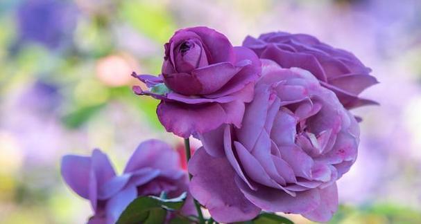 “不发脾气”的花语是什么？这种花语有何寓意？