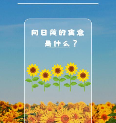 “不发脾气”的花语是什么？这种花语有何寓意？