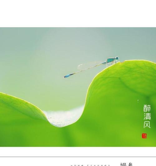 花语清风代表了什么含义？
