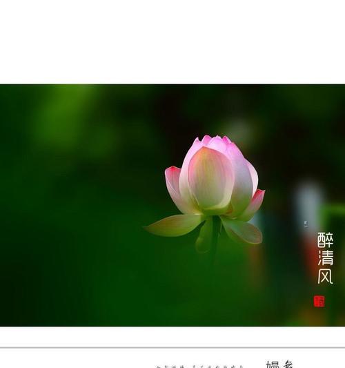 花语清风代表了什么含义？