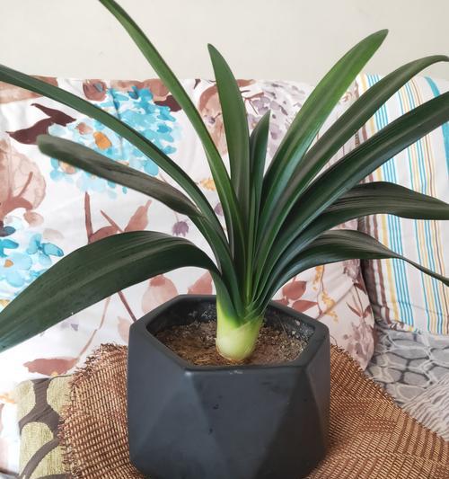 小花盆适合养君子兰苗吗？如何正确养护？