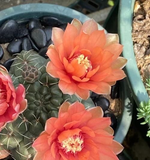 仙人球侧球的种植方法是什么？如何正确种植仙人球的侧球？