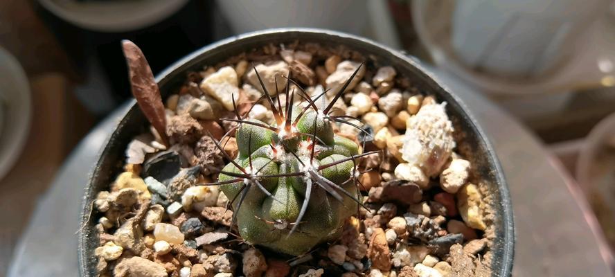 仙人球侧球的种植方法是什么？如何正确种植仙人球的侧球？