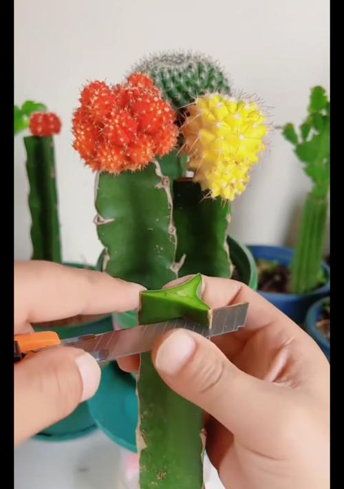结果的仙人球种植步骤是什么？如何提高结果率？