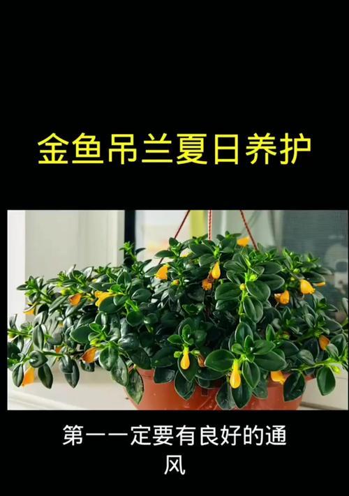 金龙锦兰花的养护要点是什么？如何正确养护金龙锦兰花？