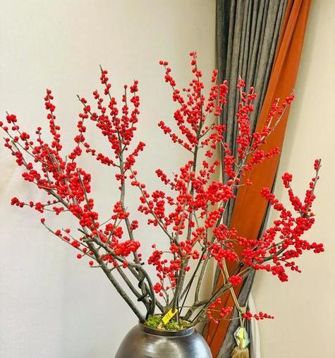 金龙锦兰花的养护要点是什么？如何正确养护金龙锦兰花？