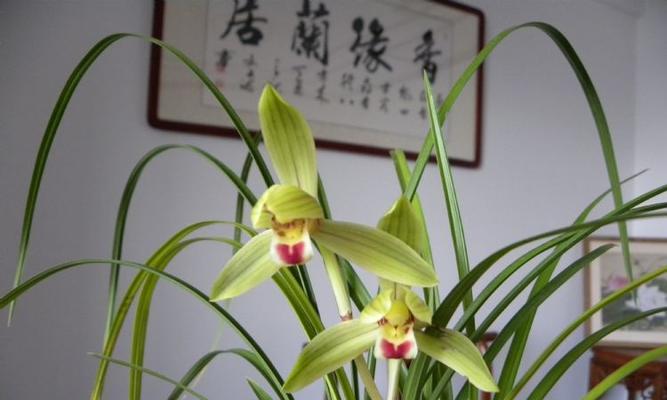 金龙锦兰花的养护要点是什么？如何正确养护金龙锦兰花？