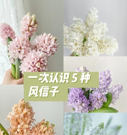 蕃薯花的花语是什么意思？蕃薯花代表什么？