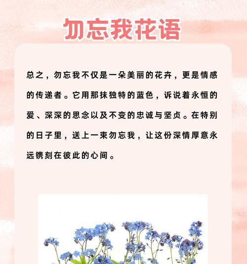 表达永不褪色友谊的花语有哪些？
