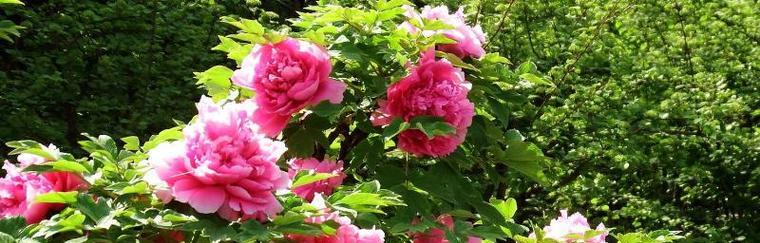 牡丹花种植最佳季节是春季还是秋季？