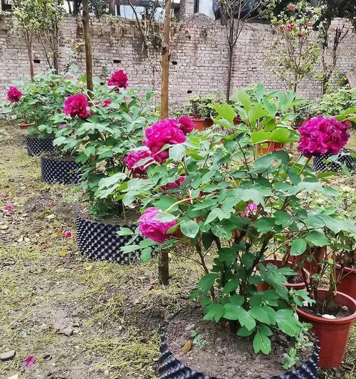 牡丹花种植最佳季节是春季还是秋季？
