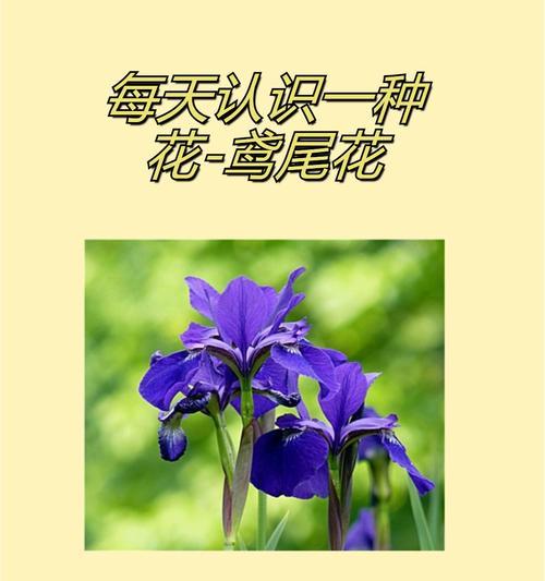 哪种花的花语象征着孤单？