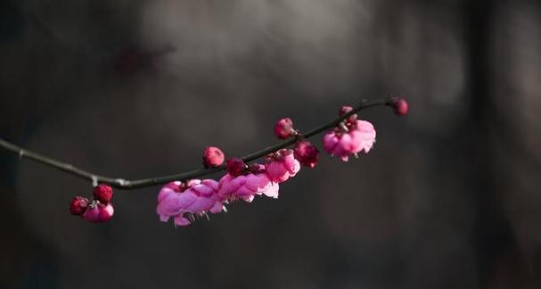 哪种花的花语象征着孤单？