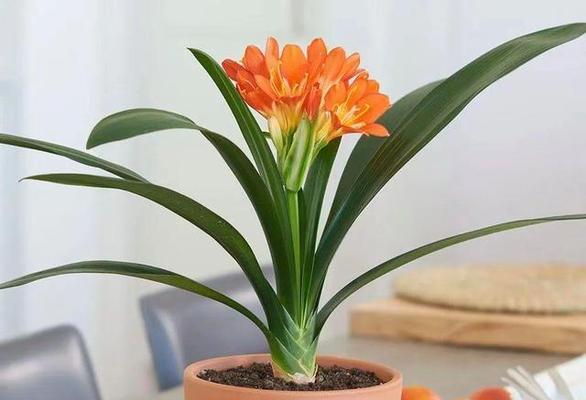 君子兰没长花苞是什么原因？如何解决？