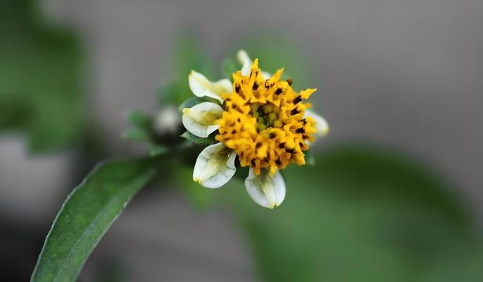 鬼针草的花语代表了什么？
