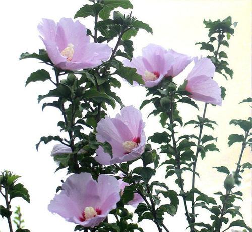 什么花象征着极端的占有欲？它的花语是怎样的？