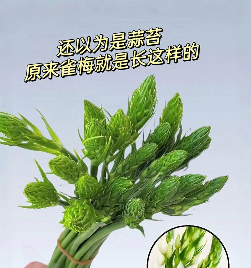 热门春天的花语是什么？春天的花卉有哪些寓意？