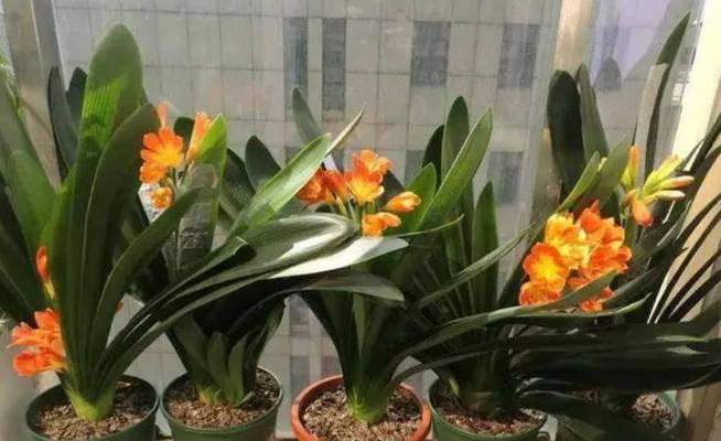 君子兰叶片皱缩不开花的原因是什么？如何解决？