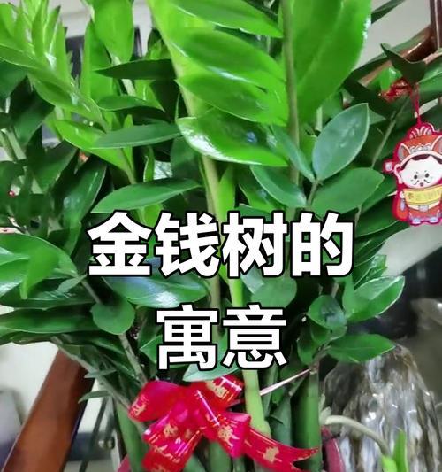 哪种花象征财富和好运？发财花语有哪些？